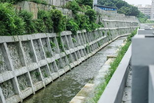 宝安水经注丨机场外排洪渠 城市绿脉 人工湿地未来可期