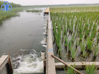 【市媒关注】"人工湿地"助力水质提升 津南区补水7000万立方米